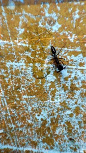 Identification Gyne Martinique, 1747086799467 (6).jpg