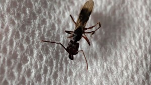 Identification Gyne Martinique, 1747085247818 (5).jpg