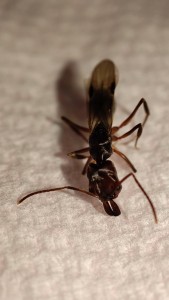 Identification Gyne Martinique, 1747085247805 (4).jpg