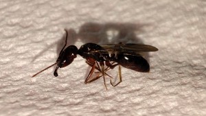 Identification Gyne Martinique, 1747085247800  (3).jpg