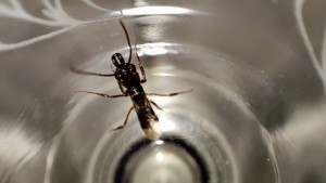 Identification Gyne Martinique, 1746977081528 (2).jpg