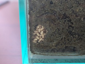 Cocons dans un coin inférieur du terra, [Blog] Madame - Lasius niger