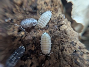 [Blog] Rubis - Myrmica sp., PXL_20250511_084825461.MP-small.jpg