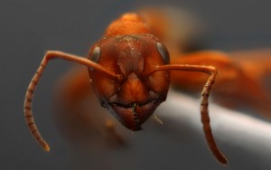 Le Focus Stacking, Formica-sanguinea-stack1.jpg