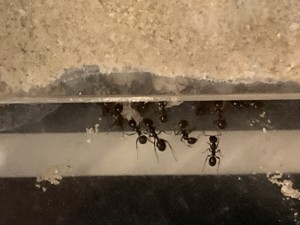 [Blog] Messor barbarus Élec (2) + bertrude 2, IMG_2700.jpeg