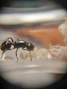 La plus récente des photos que j'ai., Messor barbarus ? Pas sûr...