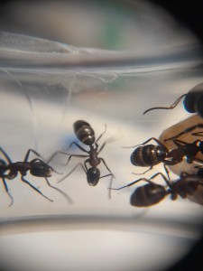 [Blog] Les Camponotus ligniperda & Formica cinerea de natant !, 12 mai 2.jpg