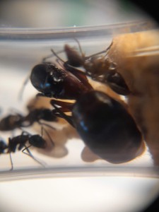 [Blog] Les Camponotus ligniperda & Formica cinerea de natant !, 12 mai.jpg
