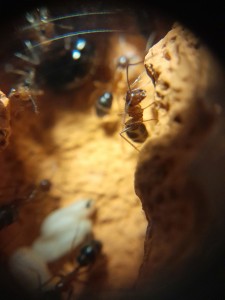 [Blog] Les Camponotus floridanus de Natant !, apt.jpg