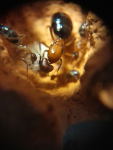 [Blog] Les Camponotus floridanus de Natant !, aptttt.jpg