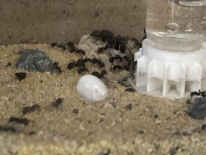 Messor barbarus ? Pas sûr..., IMG_2556.jpeg