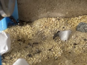 Messor barbarus ? Pas sûr..., IMG_2555.jpeg