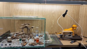 L'installation (avec lumière), [Q/R] Camponotus barbaricus de Mimiti