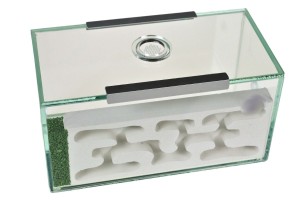 Ce modèle ?, [Q/R] Camponotus barbaricus de Mimiti