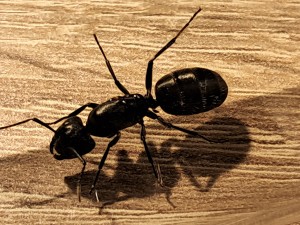 Photo 2, Identification reine camponotus