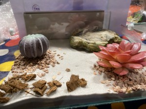 [Blog] Les Camponotus sanctus de Lorette, IMG_9504.jpeg