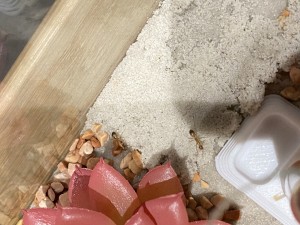 [Blog] Les Camponotus sanctus de Lorette, IMG_9520.jpeg