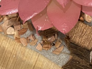 [Blog] Les Camponotus sanctus de Lorette, IMG_9519.jpeg