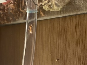 [Blog] Les Camponotus sanctus de Lorette, IMG_9522.jpeg