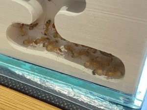 [Blog] Les Camponotus sanctus de Lorette, IMG_9531.jpeg