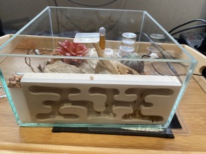 [Blog] Les Camponotus sanctus de Lorette, IMG_9529.jpeg