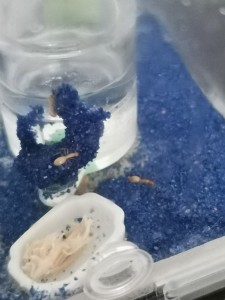 [Blog] Camponotus fedtschenkoi de Marie Aromat, IMG_20250522_183337.jpg