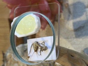 [Blog] Les Camponotus sanctus de Lorette, IMG_9559.jpeg