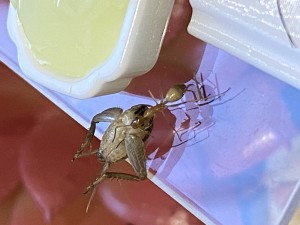 [Blog] Les Camponotus sanctus de Lorette, IMG_9575.jpeg