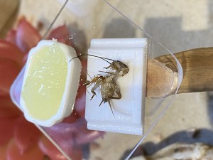 [Blog] Les Camponotus sanctus de Lorette, IMG_9578.jpeg