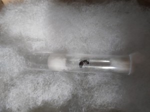 On peut voir les œufs à droite de la reine., [BLOG] Camponotus piceus de Bouboulou