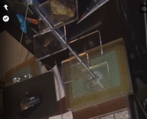 ADC en 3D, [Q/R] Les Camponotus sanctus de Lorette