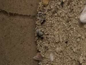 [Blog] Messor barbarus Élec (2) + bertrude 2, IMG_2728.jpeg