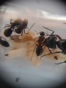 [Blog] Les Camponotus ligniperda & Formica cinerea de natant !, 24 mai 2025.jpg