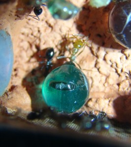 Azuremia, [Blog] Myrmecocystus mimicus (fourmi pot de miel) de Seed noir