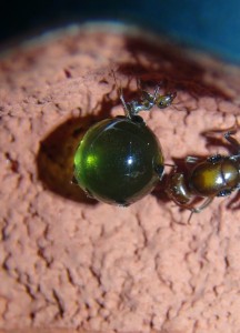 Pistamiel, [Blog] Myrmecocystus mimicus (fourmi pot de miel) de Seed noir