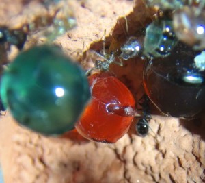 Volcania, [Blog] Myrmecocystus mimicus (fourmi pot de miel) de Seed noir