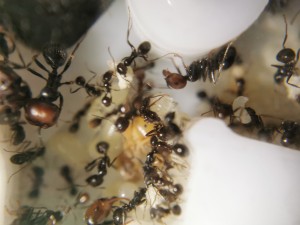 [Blog] Messor barbarus de Marie Aromat, IMG_20250525_095951.jpg