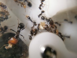 [Blog] Messor barbarus de Marie Aromat, IMG_20250525_095938.jpg