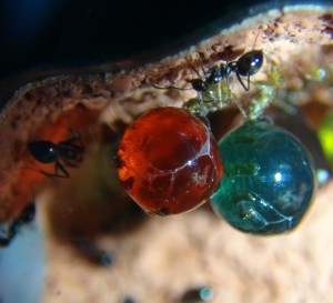 Volcania 1, [Blog] Myrmecocystus mimicus (fourmi pot de miel) de Seed noir
