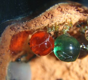 Volcania 2, [Blog] Myrmecocystus mimicus (fourmi pot de miel) de Seed noir