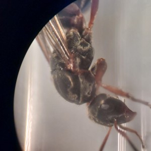 Demande d'identification, 20250524_164601.jpg