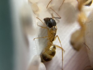 [Blog] Les Camponotus sanctus de Lorette, IMG_9612.jpeg