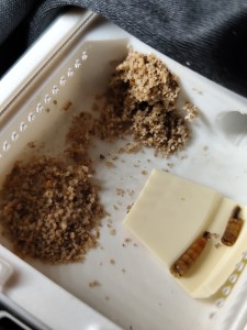 Substrat et ver de farine, [Blog] La petite aventure de la colonie de Lasius flavus de Salem