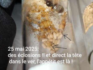 Naissances, [Blog] La petite aventure de la colonie de Lasius flavus de Salem