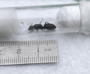 Camponotus vagus ?, Gyne3.jpg
