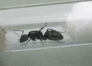 Camponotus vagus ?, Gyne5.JPG