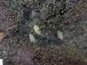 Cloclo myrmécophile, la suite, [Blog] Madame - Lasius niger