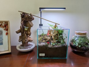 Nouvelle installation terraium + souche aire de chasse, [Blog] Madame - Lasius niger