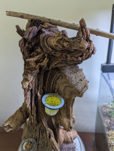 Détail du sommet, [Blog] Madame - Lasius niger