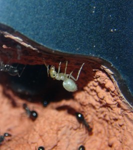 Pot de miel, [Blog] Myrmecocystus mimicus (fourmi pot de miel) de Seed noir